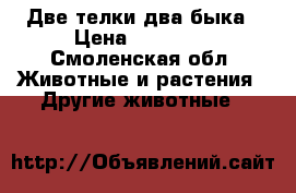 Две телки два быка › Цена ­ 30 000 - Смоленская обл. Животные и растения » Другие животные   